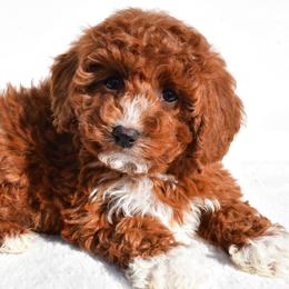 Chloe - Red female Cavapoo puppy in Temecula, California from Designer Doodles