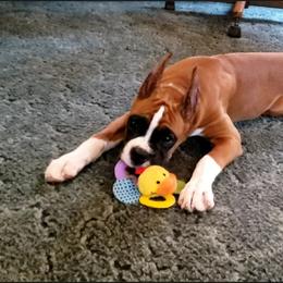 Boxer Puppies from Elevated Boxers