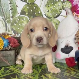 CREME BRÛLÉE - Cream male Dachshund puppy in Floresville, Texas from Muddy River Dachshunds