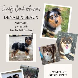 Miniature Australian Shepherd puppies from Quartz Creek Aussies