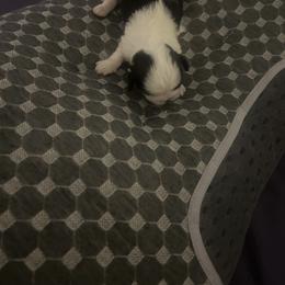 Shih Tzu Puppies from Added family