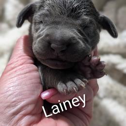Lainey - Blue female Weimaraner puppy in Evart, Michigan from Drehbar Weimaraners