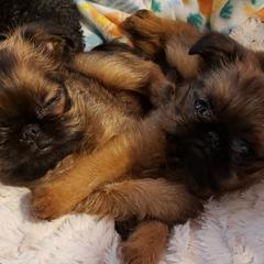 Brussels Griffon Puppies from Brussels and Broodle's and Shiffon's oh my