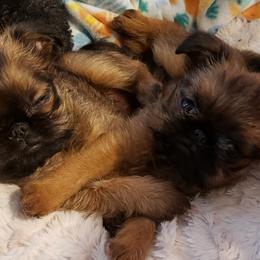 Brussels Griffon Puppies from Brussels and Broodle's and Shiffon's oh my