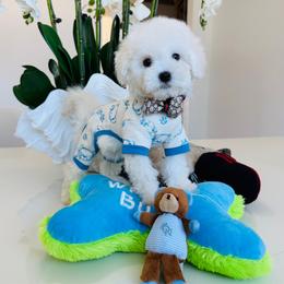 SNOOPY - White male Maltipoo puppy in Sugar Land, Texas from Celebrity Maltipoos