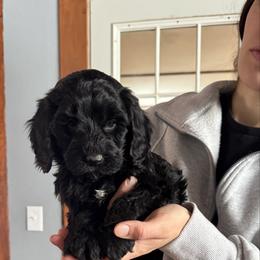 Nicholas - Black and white male Bernedoodle puppy in Constableville, New York from Zehr’s Labradoodles & Bernedoodles