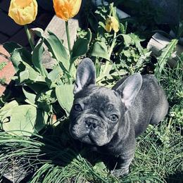 Sophie - French Bulldog
