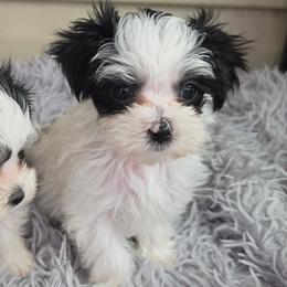 One Spot - Piebald male Morkie puppy in St. Cloud, Florida from K and E Small Breed Puppies