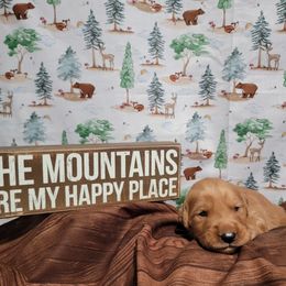 Red collar - Golden Golden Retriever puppy in Montana from Sharee's Golden Retrievers