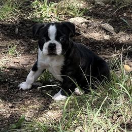 Boston Terrier Puppies from Blue House Bostons