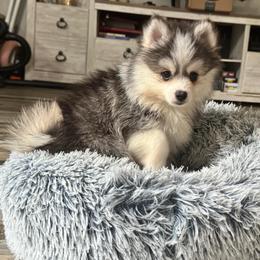 Shaco - Black and white male Pomsky puppy in Boonville, Indiana from Elysian Pomskies