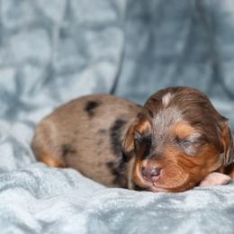 Dapple girl 1 PRA clear - Dapple female Dachshund puppy in Pontotoc, Mississippi from Doubletake Doodles & Dachshunds