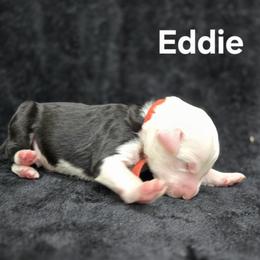 Eddie - Gray and white male Old English Sheepdog puppy in Sutherlin, Oregon from Sapphire Eyes Sheepdogs