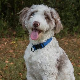 Skye - Aussiedoodle