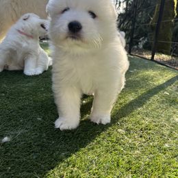 Samoyed Puppies from The Floof Brigade