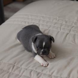 Simba - Blue male French Bulldog puppy in Austin, Texas from Ward's Frenchies 2 Yours