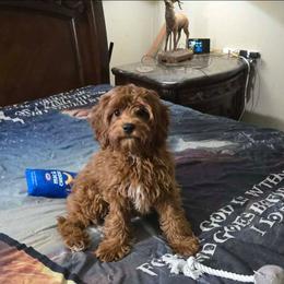 Duke - Red male Cavapoo puppy in Copan, Oklahoma from Lebel Cavapoos