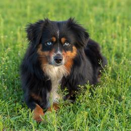 Toy Australian Shepherd puppies from Rafter O Toy Aussies and Mini Heelers