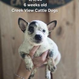 Girl 2 - Blue mottled female Australian Cattle Dog puppy in Monroe, North Carolina from Creek View Cattle Dogs