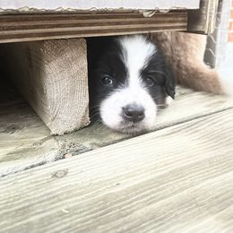 English Shepherd Puppies from LiquidMoon English Shepherds