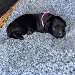 Ebony - Black female Dachshund puppy in Los Angeles, California from Mini Doxies R Us