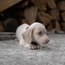 Archie - Piebald male Dachshund puppy in Stilwell, Oklahoma from Ross Ranch Dachshunds