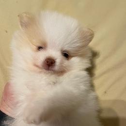 Boy 4 - Cream male Pomeranian puppy in Jamestown, California from Park Avenue Poms