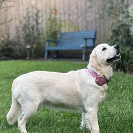 Golden Retriever All Grown Up from Danehy Goldens