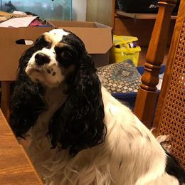 Cocker Spaniels from Flor Field