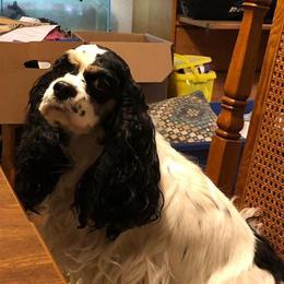 Cocker Spaniels from Flor Field