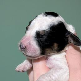 Winry - Parti female Poodle puppy in Salem Township, Maine from Moirae Poodles