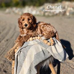 Goldendoodle and Poodle Puppies from Country Trail Pups