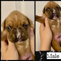 Black - 6th born - Fawn male Boxer puppy in Brownsville, Oregon from Vincent's Pride Boxers ~ Dudley's Dream Boxers
