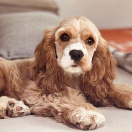 Cockapoos, Cocker Spaniels, and Goldendoodles from MyKy Puppies