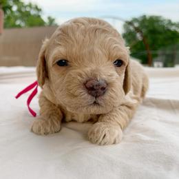 Tansy - Golden female Cockapoo puppy in Bedford, Iowa from Our Father’s Doodles