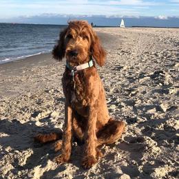 Olive - Goldendoodle