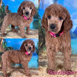 Sandpiper - Red  female Poodle puppy in Swansboro, North Carolina from Monarch Standard Poodles
