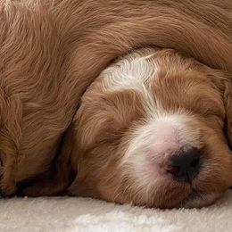 Bernedoodles and Goldendoodles from Doodles by Darren