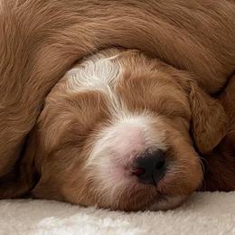 Bernedoodles and Goldendoodles from Doodles by Darren
