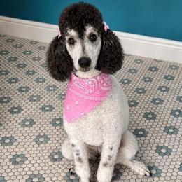 Doji’ - Poodle