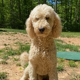 Stitch Whalen - Goldendoodle