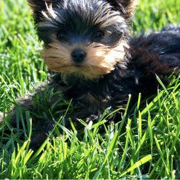 Biewer Terrier and Yorkshire Terrier Puppies from Wisteria Yorkies
