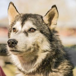 Pria - Siberian Husky