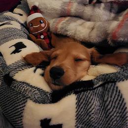 Dachshund Puppies from Davinner's Doxies