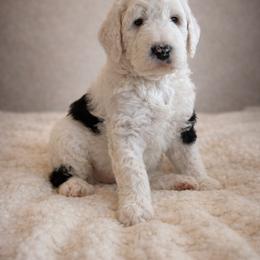 Snoopy - Black and white male Sheepadoodle puppy in Tennessee, Illinois from The Artman Family