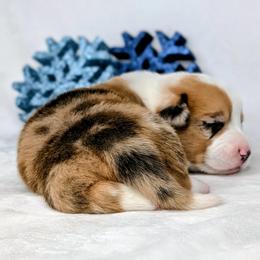 Pigpen aka Stanley - Red merle and white male American Corgi puppy in Clarksville, Tennessee from Cold Creek Family Farm LLC