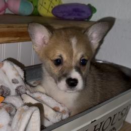 AKC Yellow Sun - Red male Pembroke Welsh Corgi puppy in Summerfield, Florida from Promise Land Farm