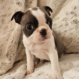 Maggies Blue Dilute girl - Blue female Boston Terrier puppy in Gore, Oklahoma from Ford's Traditional and Colored Boston Terriers