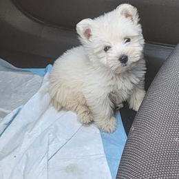 West Highland White Terrier Puppies from San Diego Westies
