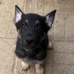 Light Blue Collar - Bi-color male German Shepherd puppy in Rockbridge, Ohio from Sandy’s Shepherds